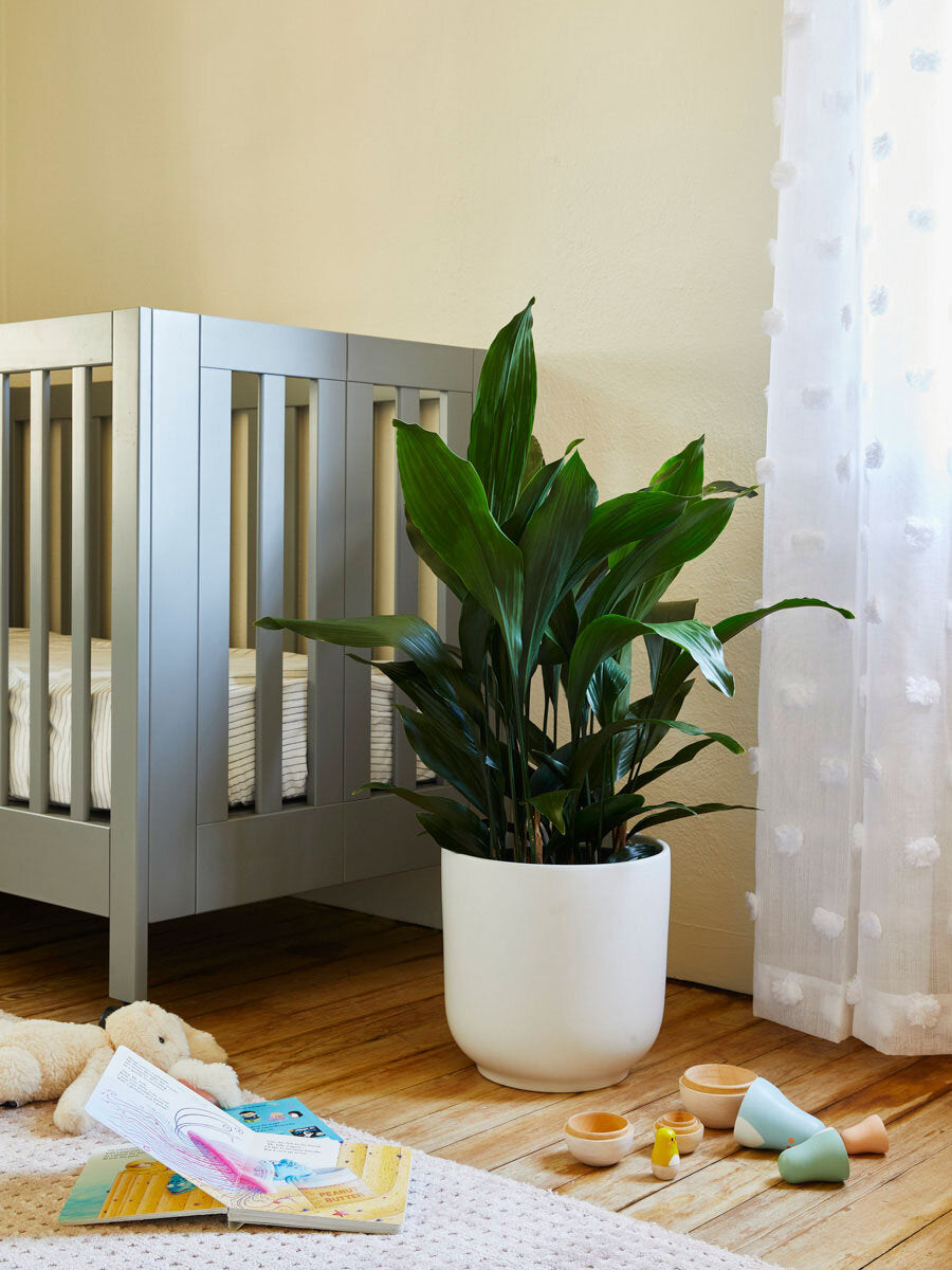 It's time... Add plants to your nursery!
